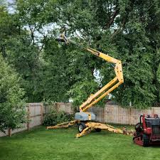 Best Lot and Land Clearing  in Paloma Creek, TX