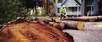 Best Arborist Consultation Services  in Paloma Creek, TX