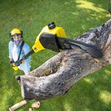 Best Lawn Pest Prevention  in Paloma Creek, TX