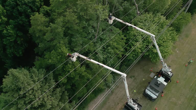 Best Hazardous Tree Removal  in Paloma Creek, TX